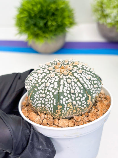 Astrophytum Super Kabuto (t12) (p5) | 3" Pot