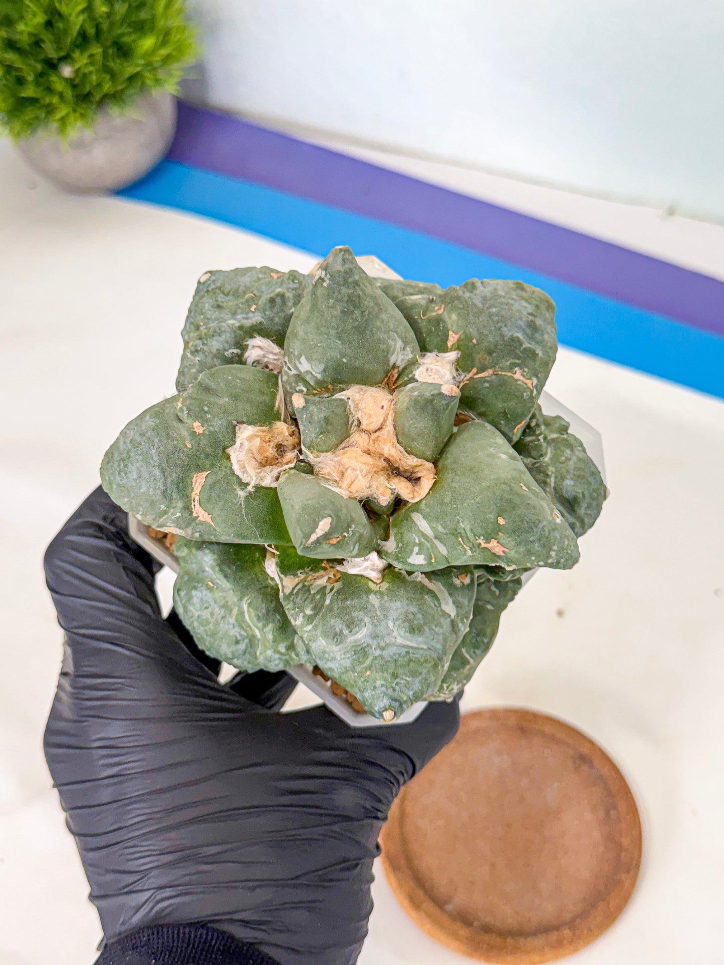 Ariocarpus Cultivar (pp) | Living rock cactus