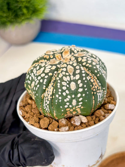Astrophytum 5-Ribs (at7) (y1) | Living Rocks