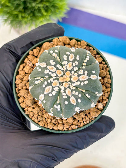 Astrophytum Fukuryu (at8) (03) | Rare Plant | Succulent Cactus