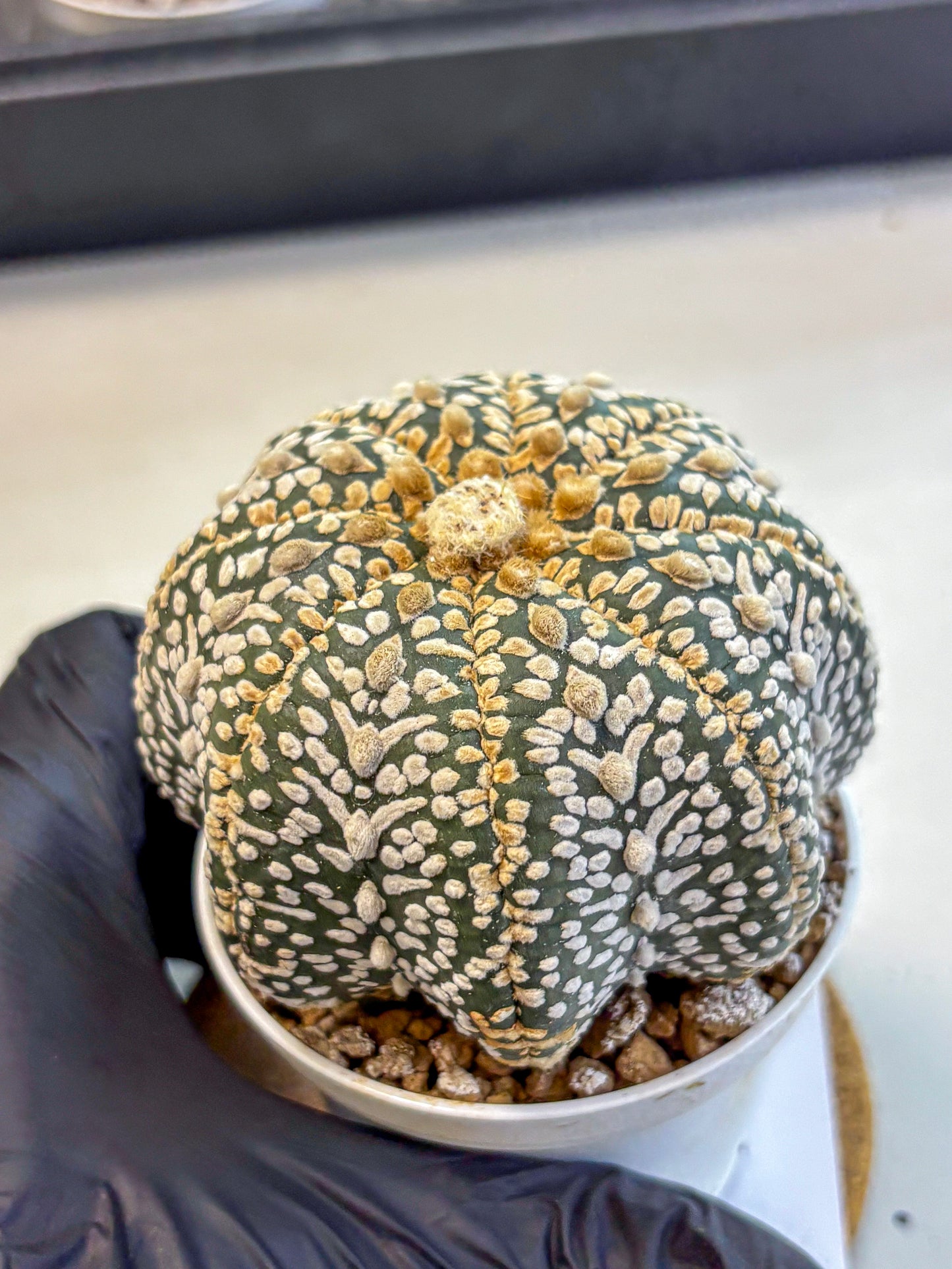 Astrophytum Super Kabuto (at10) (04) | sand dollar cactus