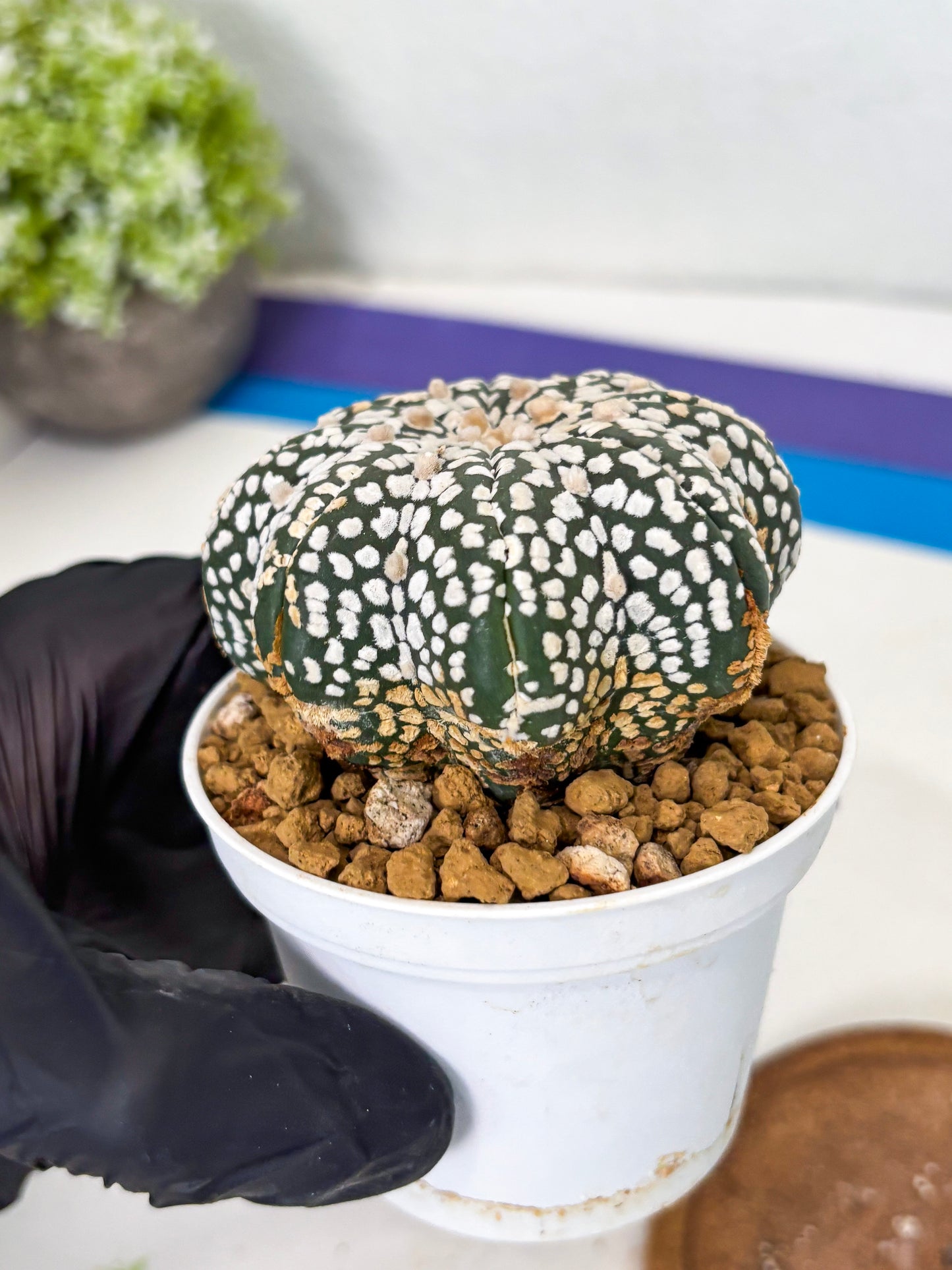 Astrophytum Star Shape (at3) (g5) | Very Rare Cactus