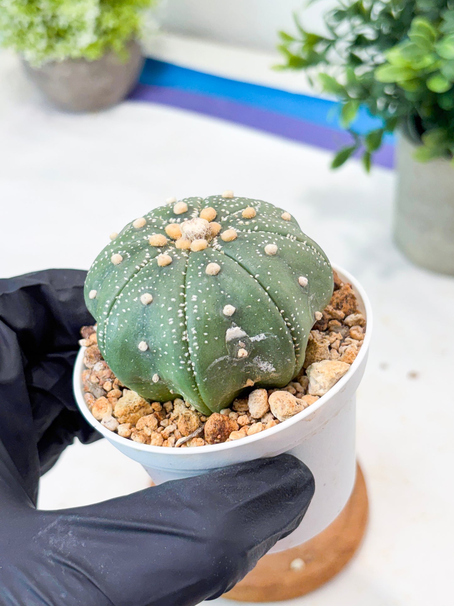 Astrophytum Super Kabuto (T9) (g6) | SHIP from USA