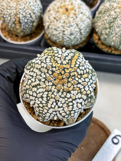 Astrophytum V-Type (at6) (b6) | Rare Star Cactus