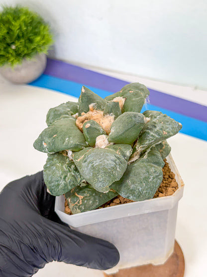 Ariocarpus Cultivar (pp) | Living rock cactus