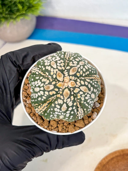 Astrophytum 5-Ribs (at7) (y1) | Living Rocks