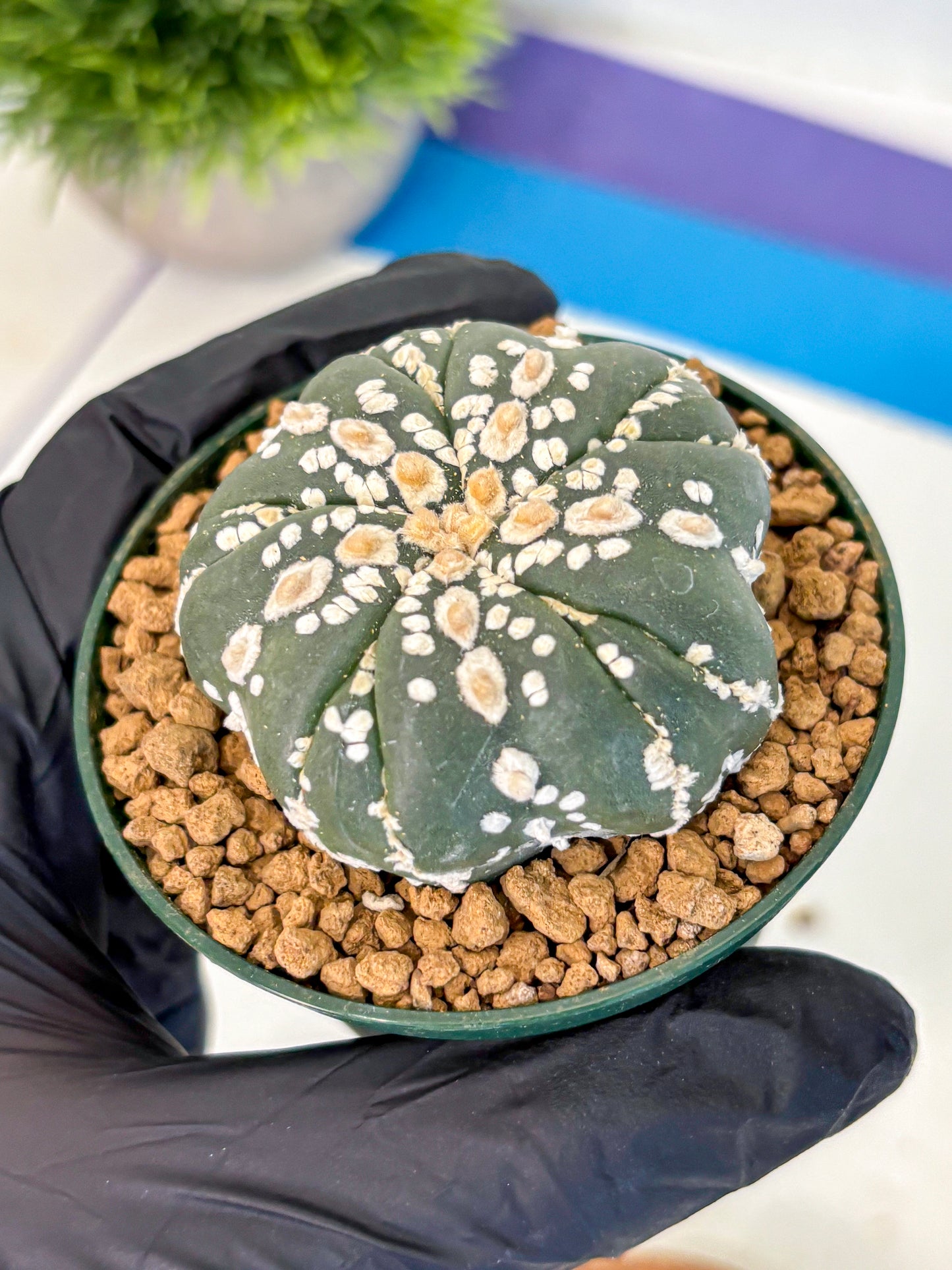 Astrophytum Fukuryu (at8) (03) | Rare Plant | Succulent Cactus