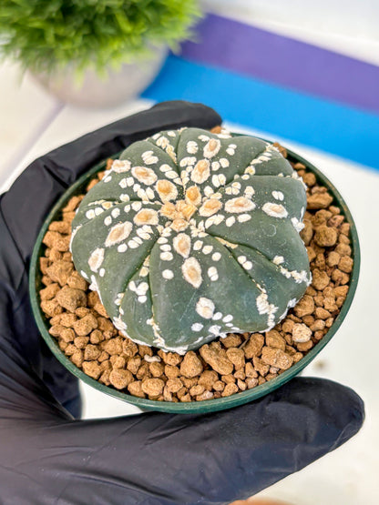 Astrophytum Fukuryu (at8) (03) | Rare Plant | Succulent Cactus
