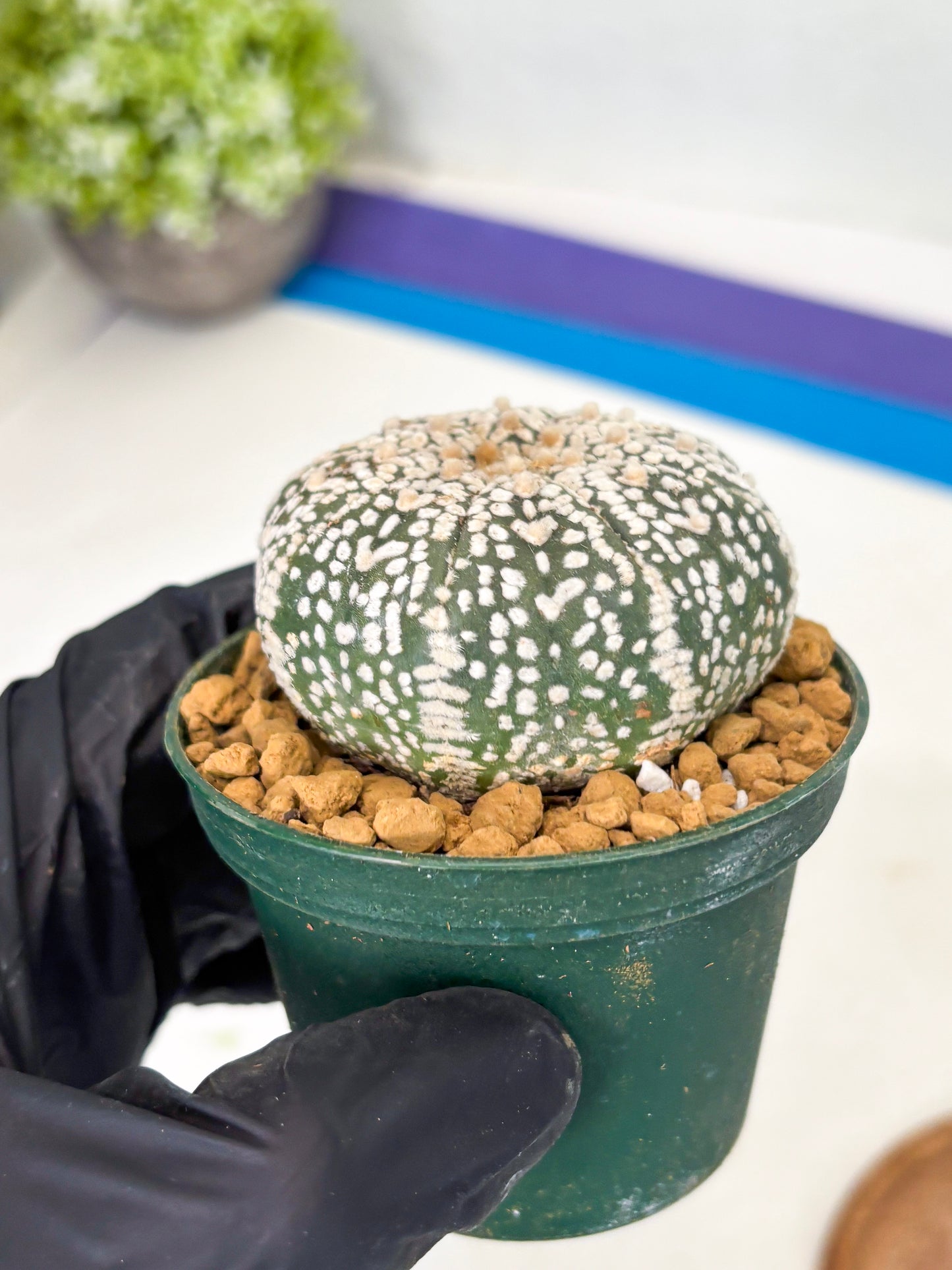 Astrophytum V-Type (at1) (p6) | Imported Cactus