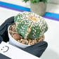 Astrophytum V-Type (#T4A) | Las Vegas Plant Shop | 3" Pot