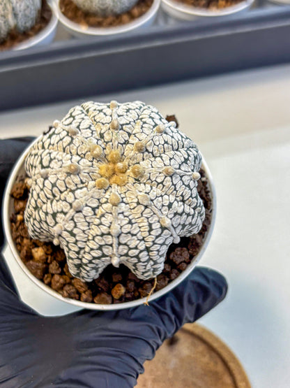 Astrophytum V Type (at5) (04) |  Sea urchin cactus