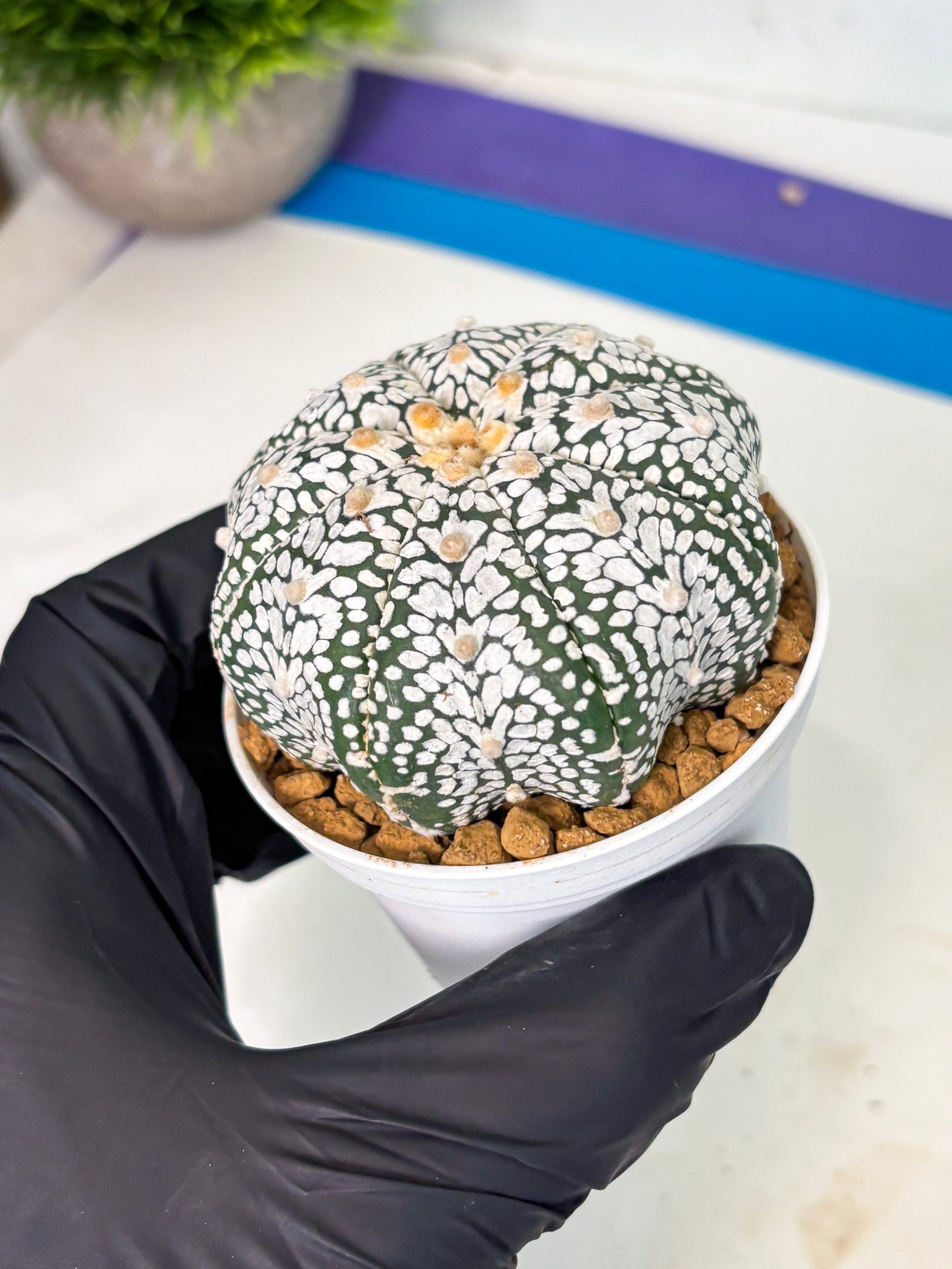 Astrophytum V-Type (at5) (p3) | Rare imported Plant