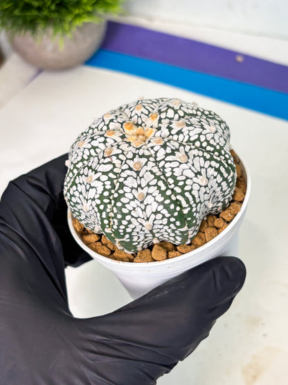 Astrophytum V-Type (at5) (p3) | Rare imported Plant