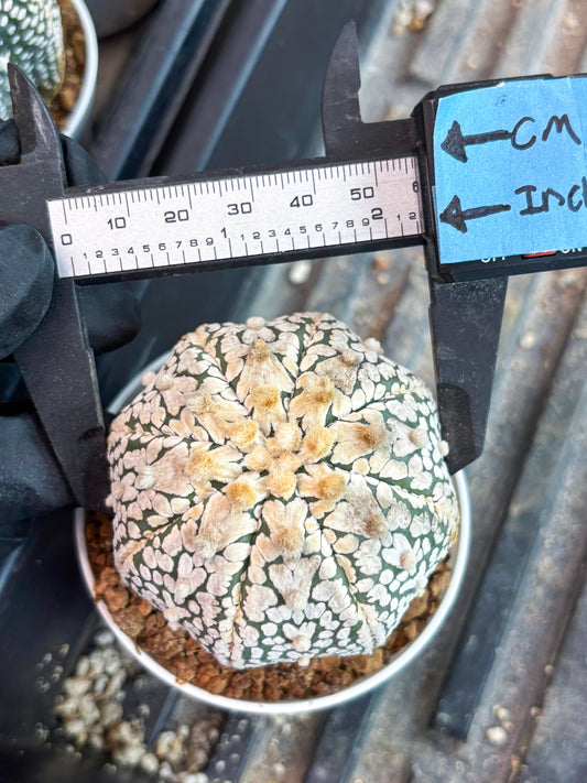 Astrophytum Super Kabuto V Type (T4) (y2) | Las Vegas Seller
