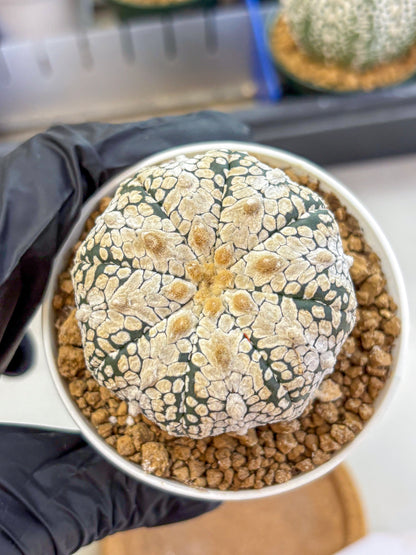 Astrophytum V Type (at2) (04) | Live Plant | Rare Collection