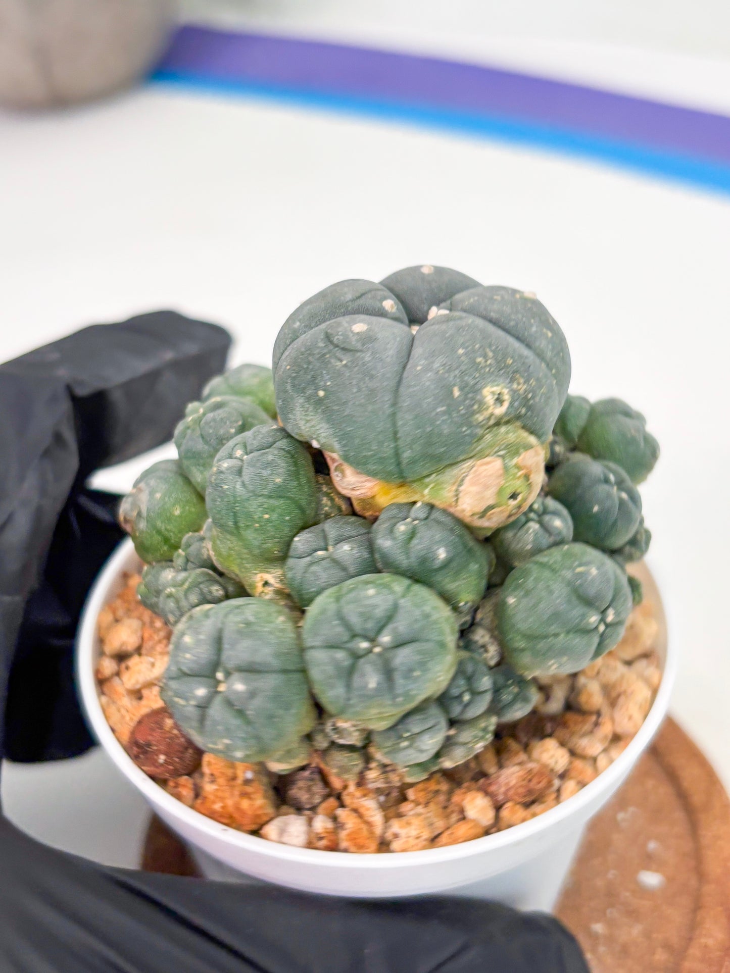 Spineless Cactus (Lo1) (g2) | For Advanced Growers