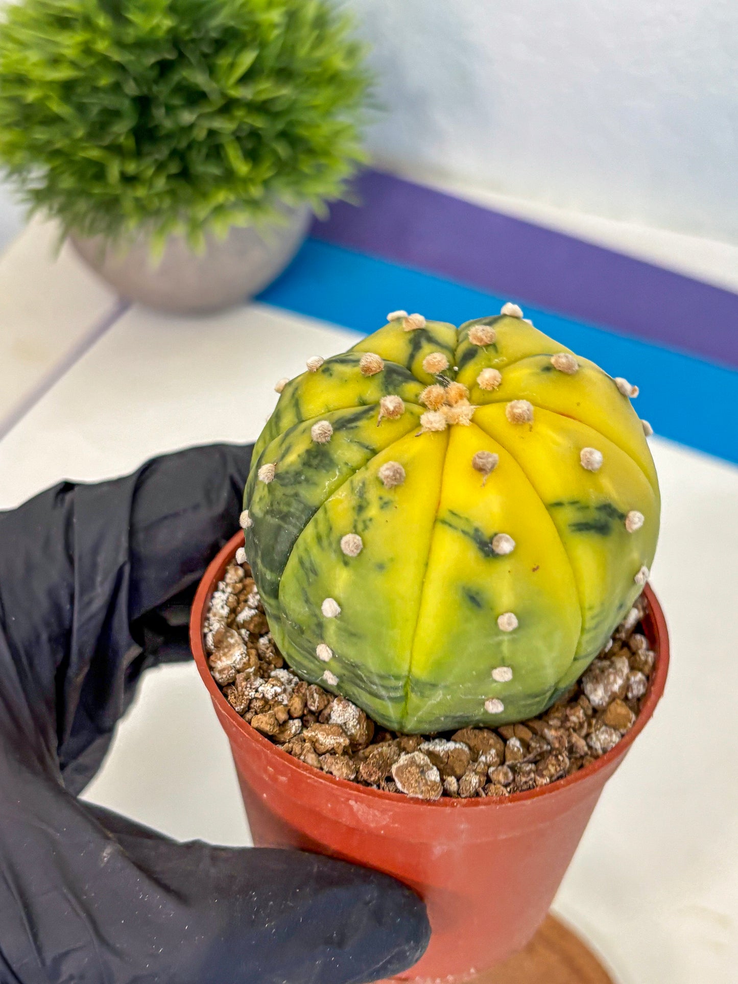 Astrophytum Variegated (at9) (04) | Rare Plant | Live Cactus