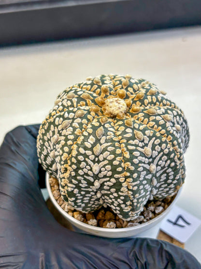 Astrophytum Super Kabuto (at10) (04) | sand dollar cactus