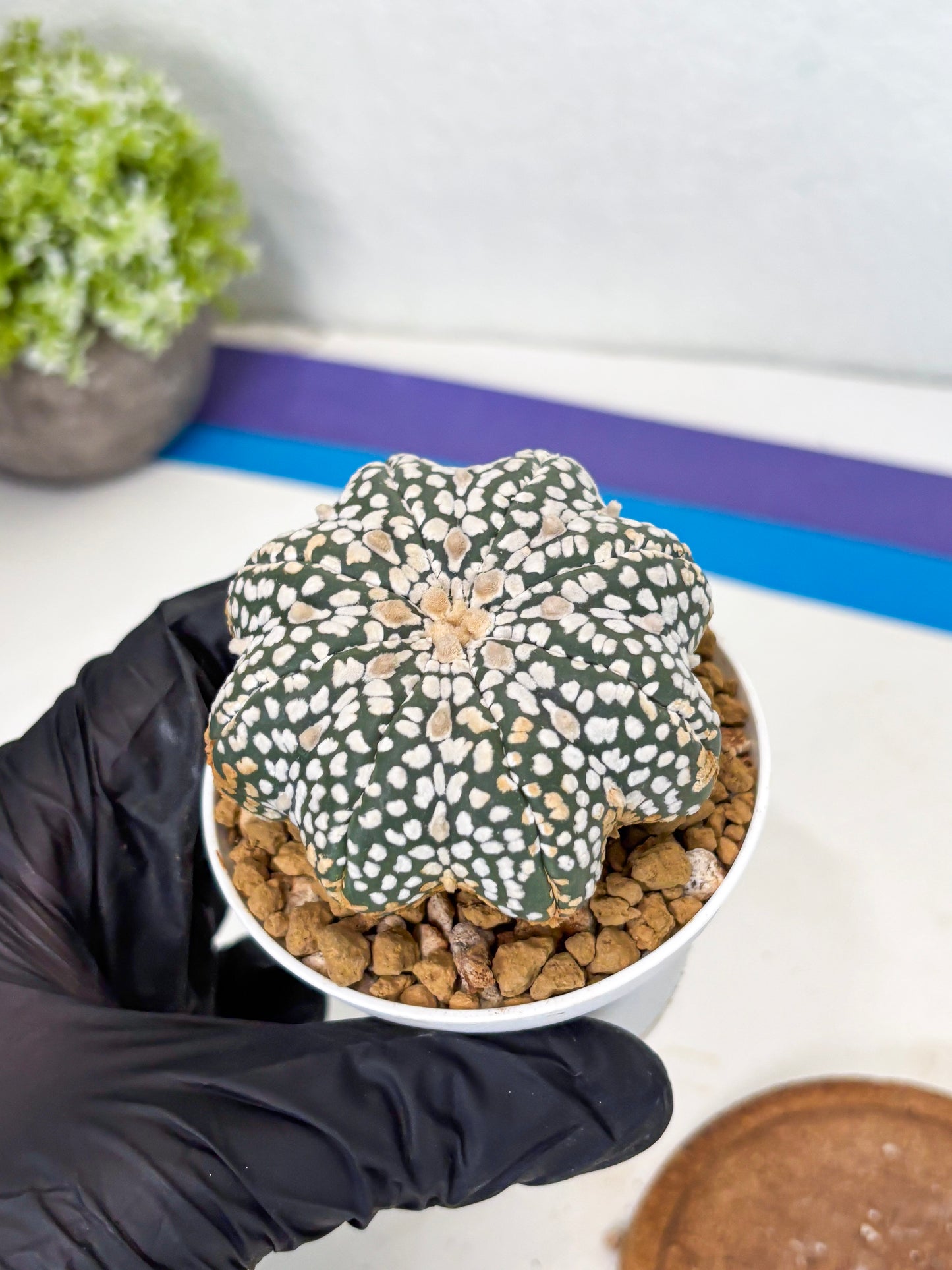Astrophytum Star Shape (at3) (g5) | Very Rare Cactus