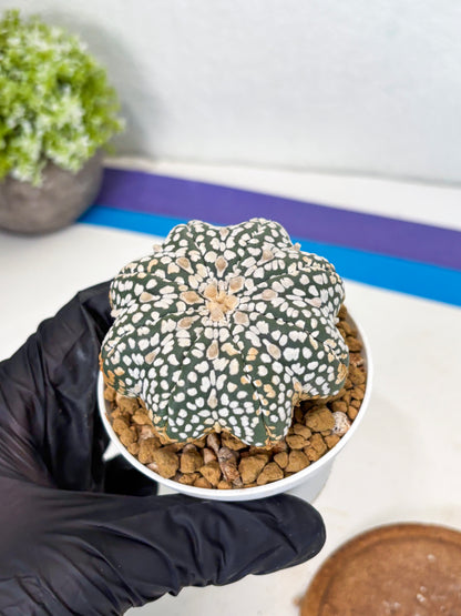 Astrophytum Star Shape (at3) (g5) | Very Rare Cactus