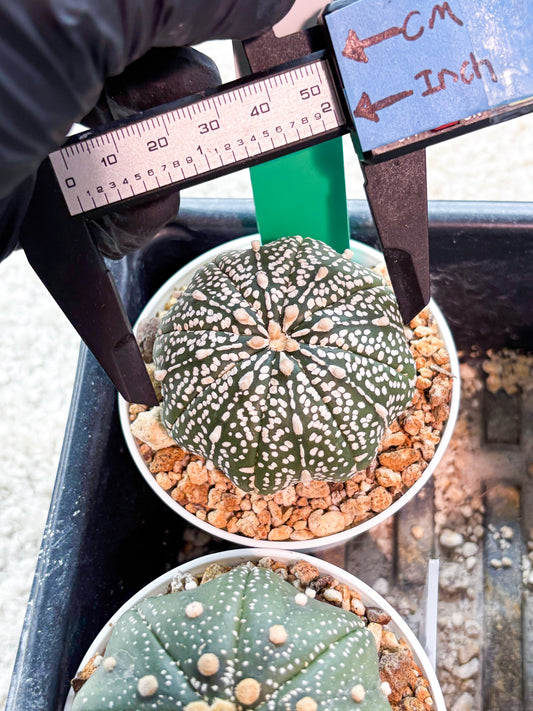 Astrophytum Super Kabuto (T9) (g7) | SHIP from USA