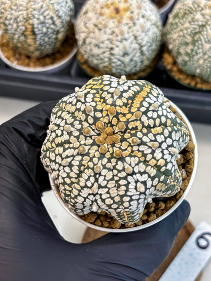 Astrophytum V-Type (at6) (b6) | Rare Star Cactus