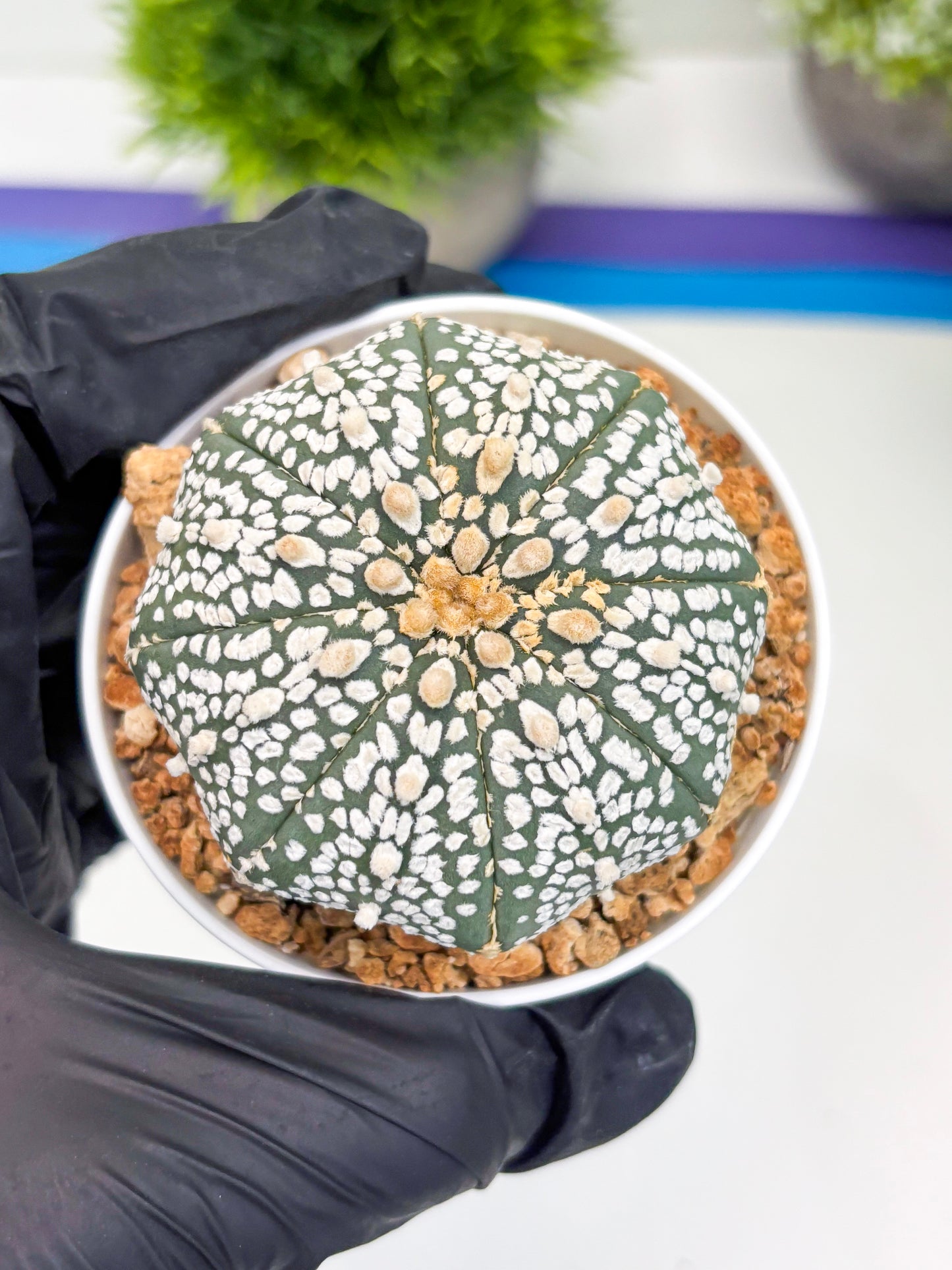 Astrophytum Super Kabuto (t12) (p5) | 3" Pot