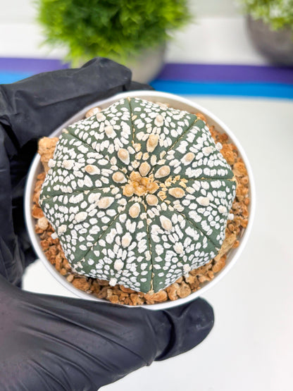 Astrophytum Super Kabuto (t12) (p5) | 3" Pot