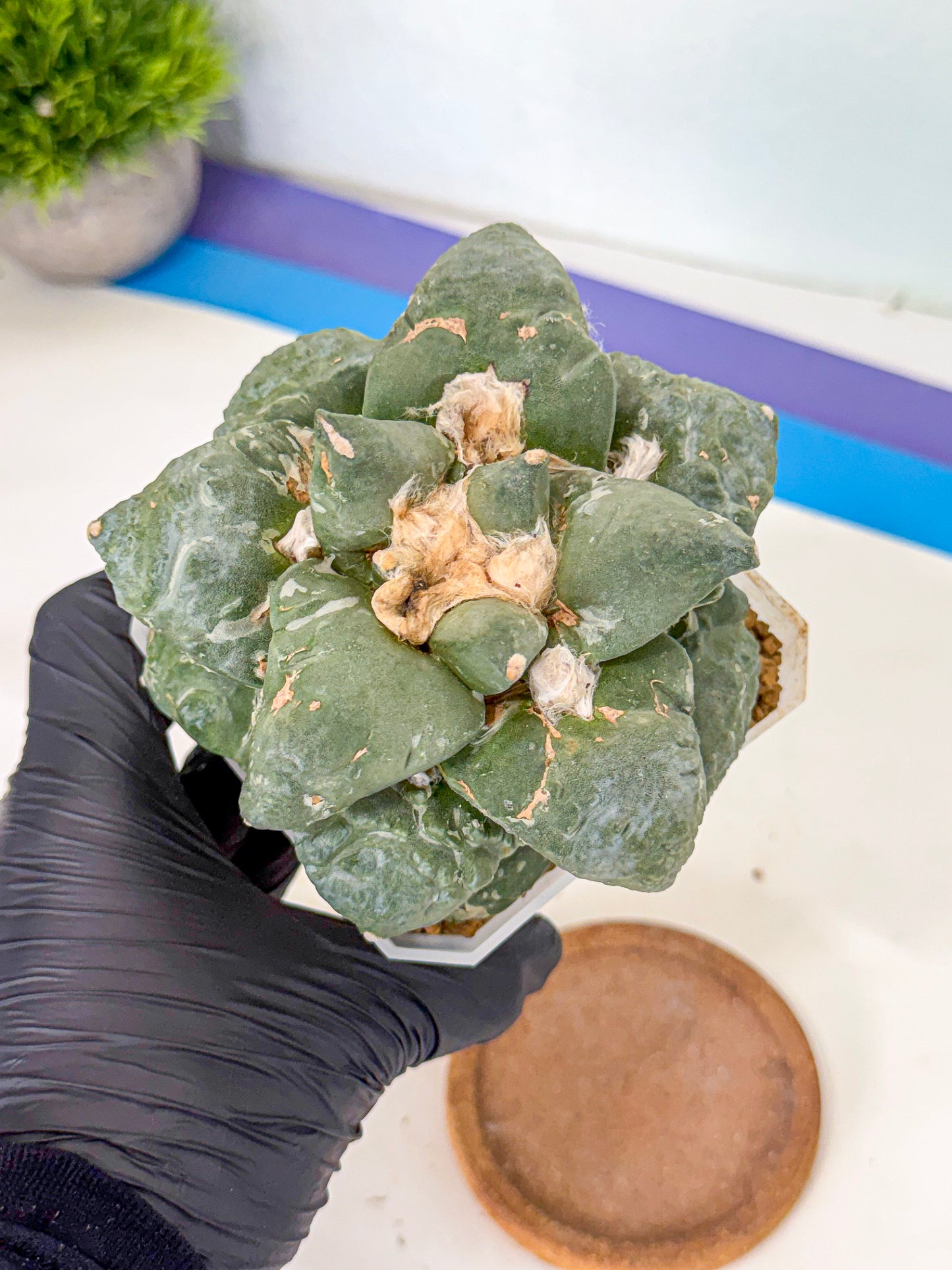 Ariocarpus Cultivar (pp) | Living rock cactus
