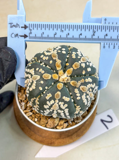Astrophytum 5-Ribs (at7) (y2) | Living Rocks