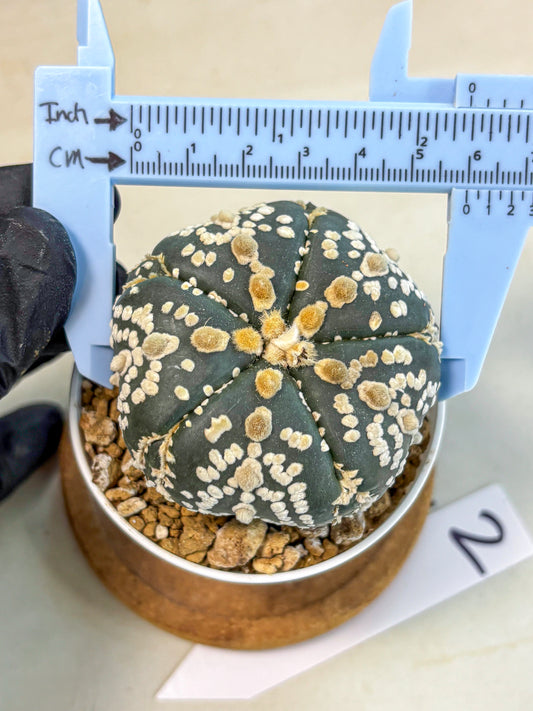 Astrophytum 5-Ribs (at7) (y2) | Living Rocks
