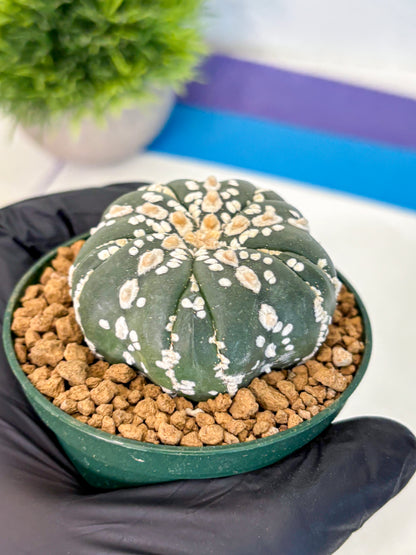 Astrophytum Fukuryu (at8) (03) | Rare Plant | Succulent Cactus