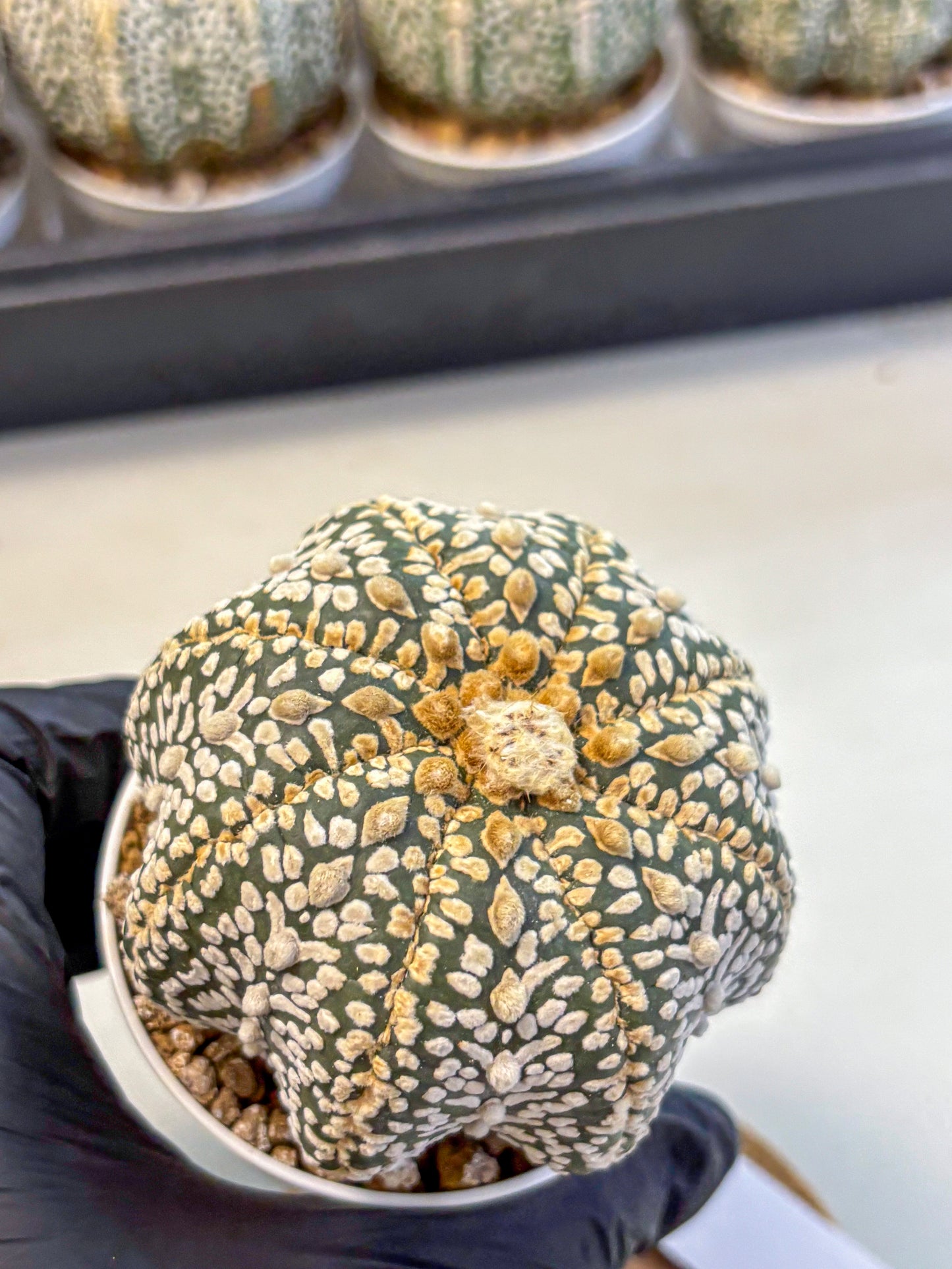 Astrophytum Super Kabuto (at10) (04) | sand dollar cactus