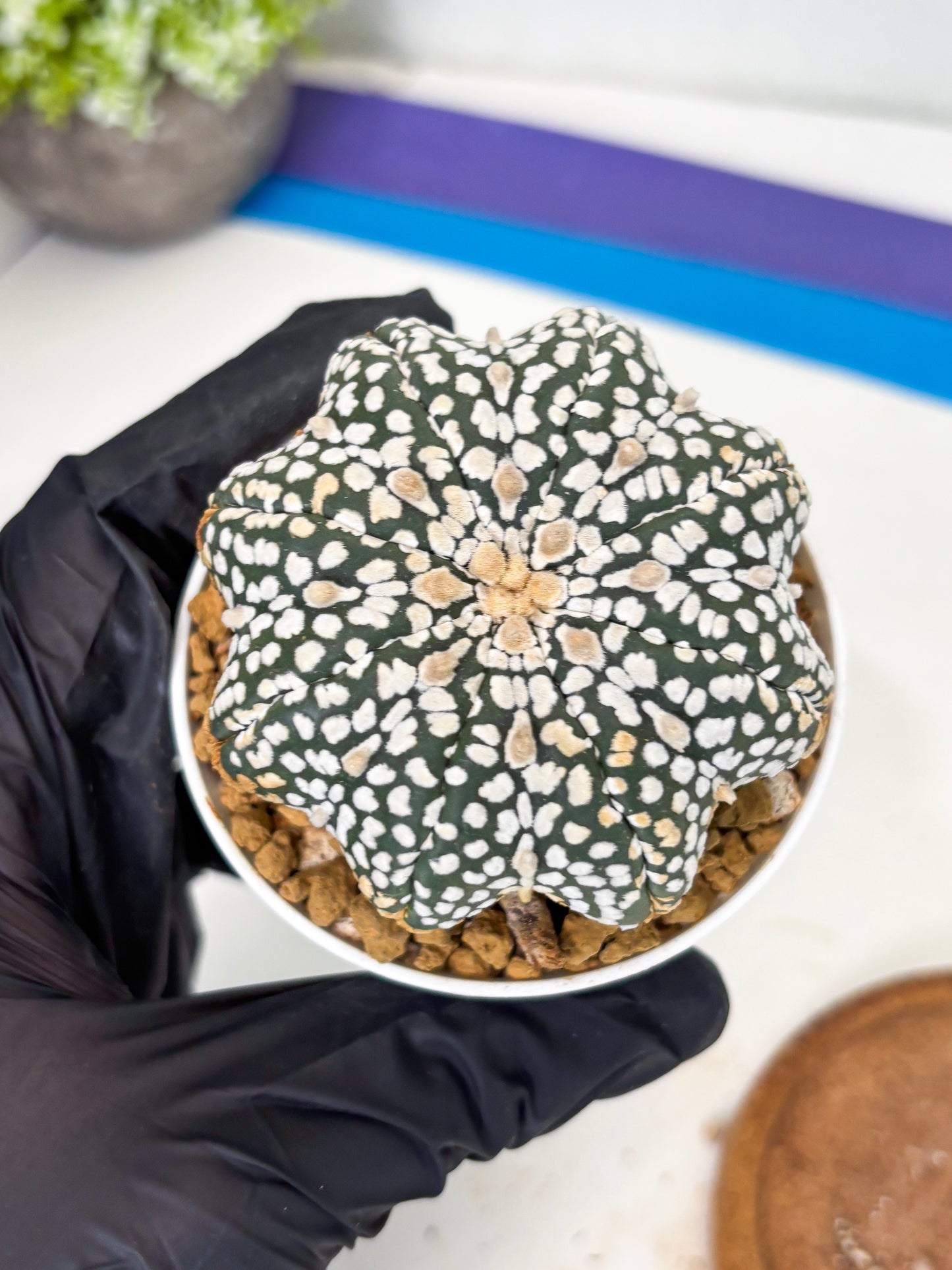 Astrophytum Star Shape (at3) (g5) | Very Rare Cactus