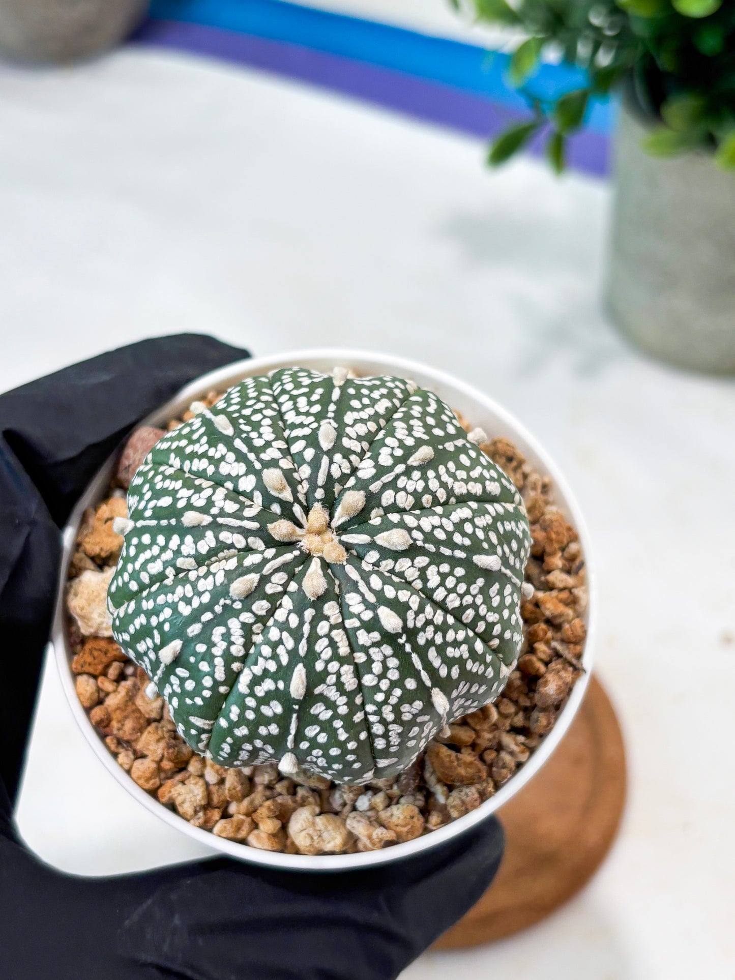Astrophytum Super Kabuto (T9) (g7) | SHIP from USA