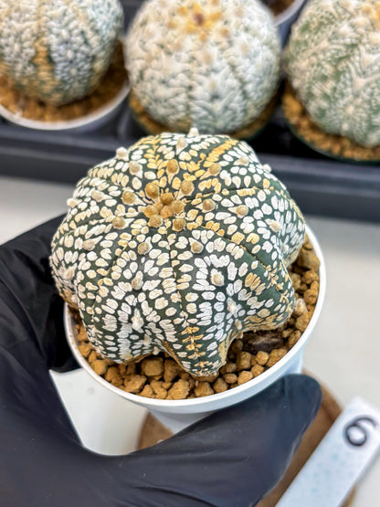 Astrophytum V-Type (at6) (b6) | Rare Star Cactus