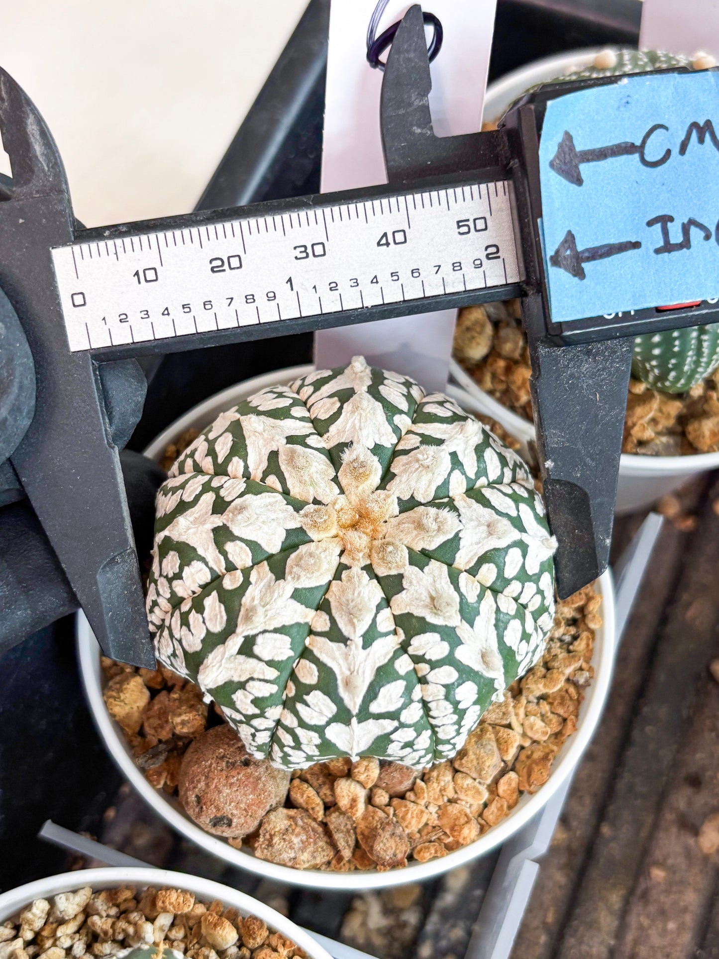 Astrophytum V-type (t12) (p6) | 3" Pot