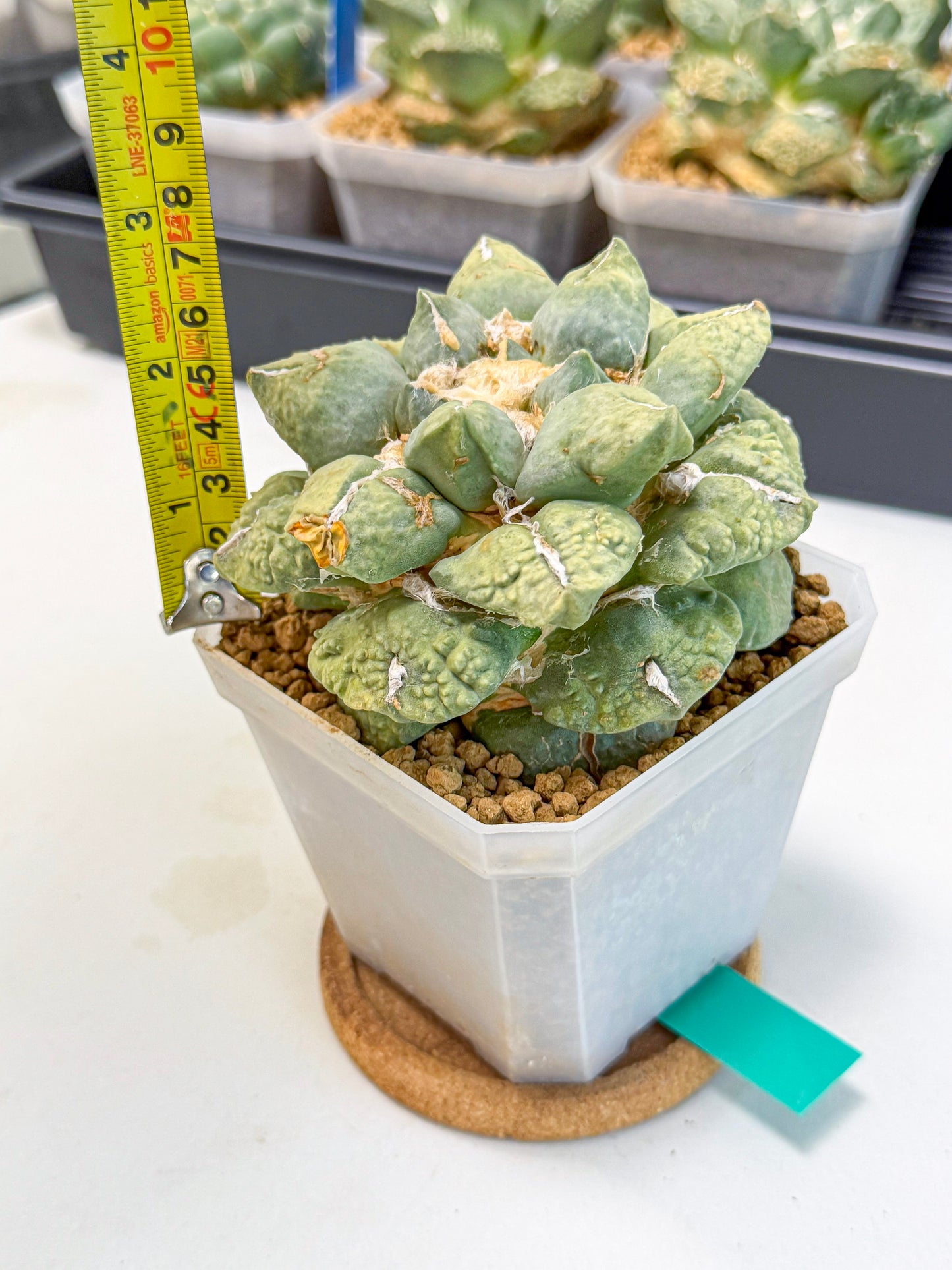 Ariocarpus Cultivar (gg) | Living rock cactus