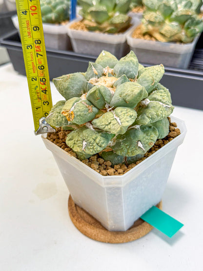 Ariocarpus Cultivar (gg) | Living rock cactus