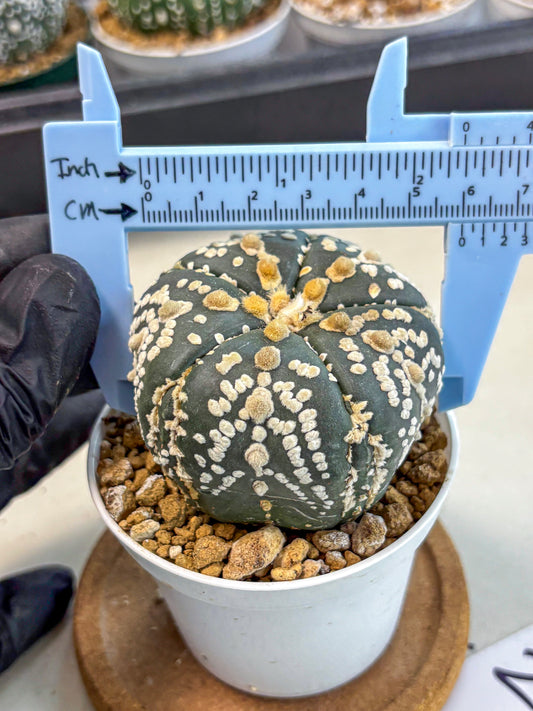 Astrophytum 5-Ribs (at7) (y2) | Living Rocks