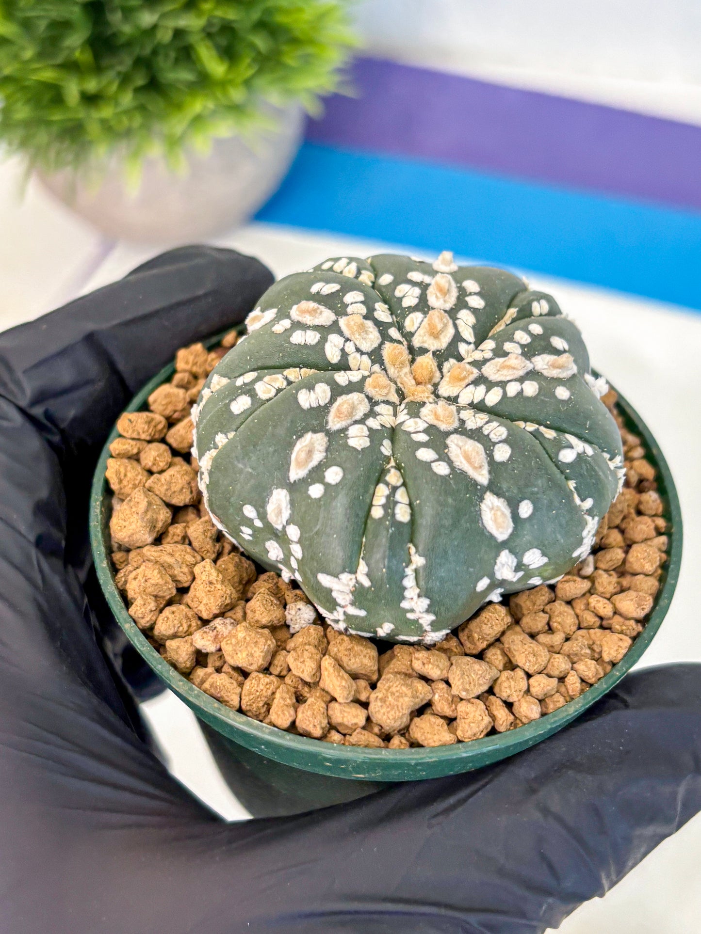 Astrophytum Fukuryu (at8) (03) | Rare Plant | Succulent Cactus