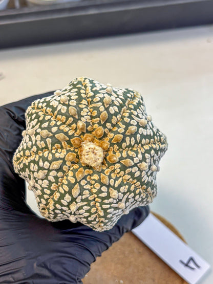 Astrophytum Super Kabuto (at10) (04) | sand dollar cactus