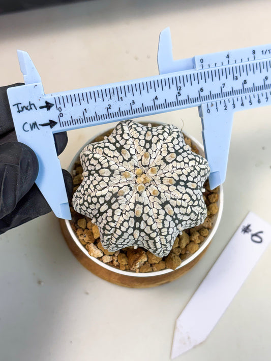 Astrophytum Star Shape (at3) (g6) | Very Rare Cactus