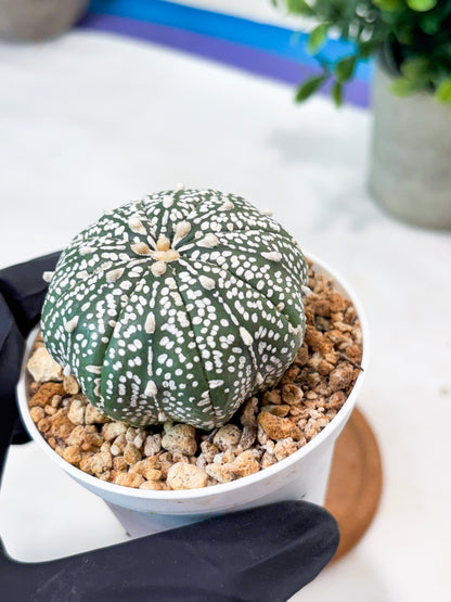 Astrophytum Super Kabuto (T9) (g7) | SHIP from USA