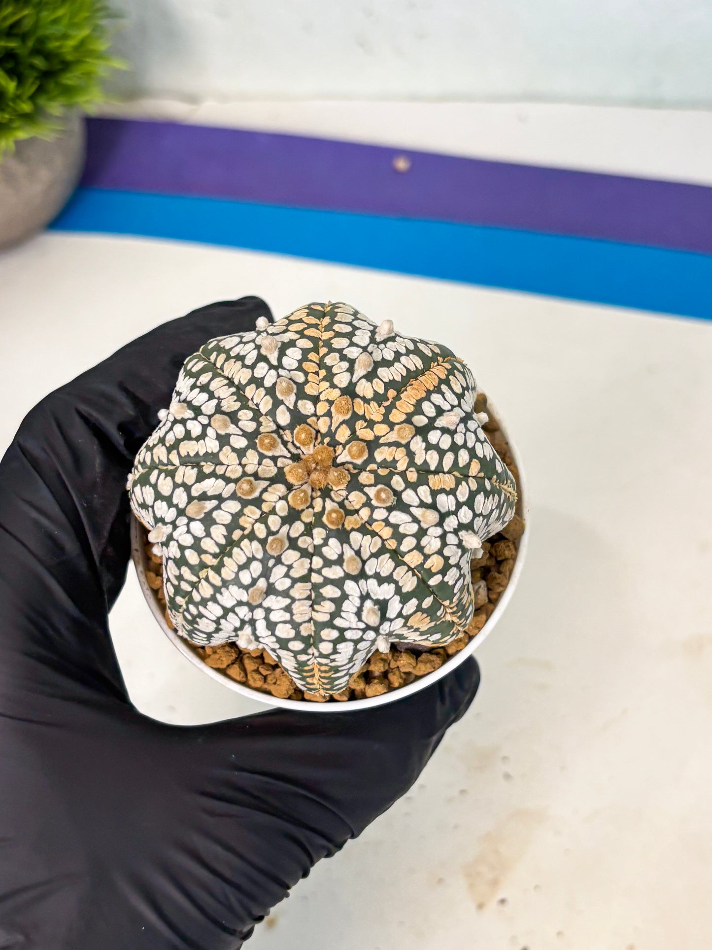 Astrophytum V-Type (at6) (b6) | Rare Star Cactus