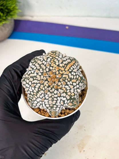 Astrophytum V-Type (at6) (b6) | Rare Star Cactus