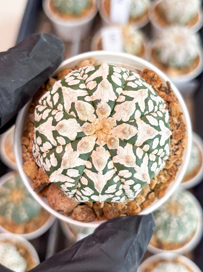 Astrophytum V-type (t12) (p6) | 3" Pot