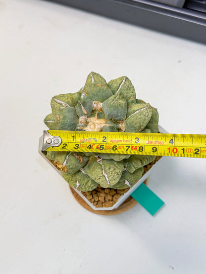Ariocarpus Cultivar (gg) | Living rock cactus