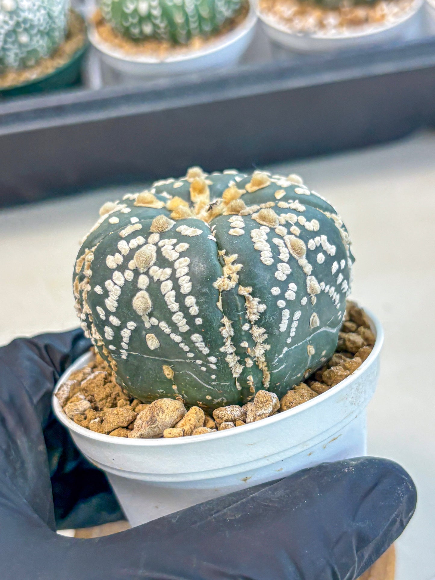 Astrophytum 5-Ribs (at7) (y2) | Living Rocks