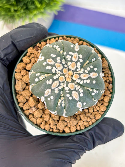 Astrophytum Fukuryu (at8) (03) | Rare Plant | Succulent Cactus